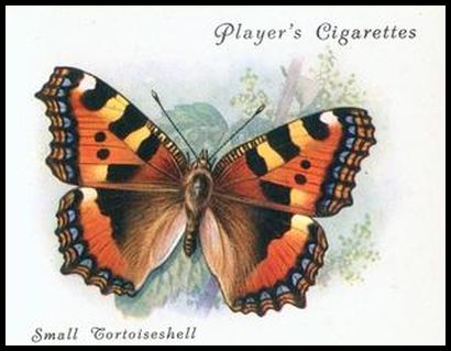 24 Small Tortoiseshell